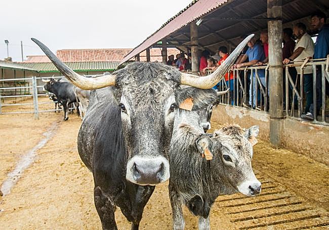 Una de las tudancas subastadas, con su cría.