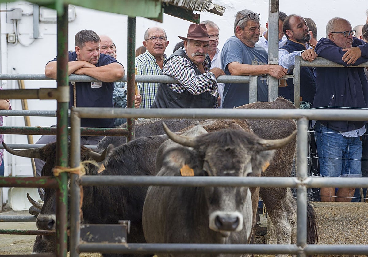 Los ganaderos examinan desde la barrera a los animales antes de pujar por ellos en la subasta del Gobierno.