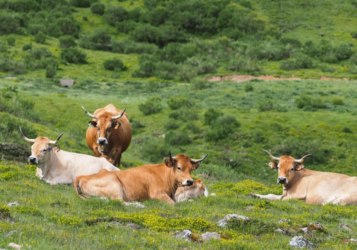 Animales de ganadería en reposo.