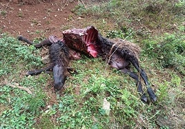 Restos de una de las ovejas muertas.