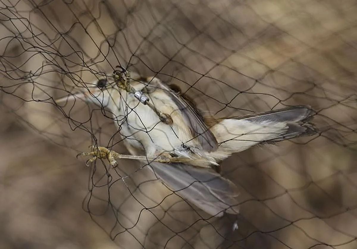Para atrapar a las aves se utilizan unas redes verticales.