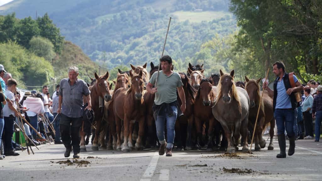La feria de San Miguel también registró una importante asistencia de ganado caballar.