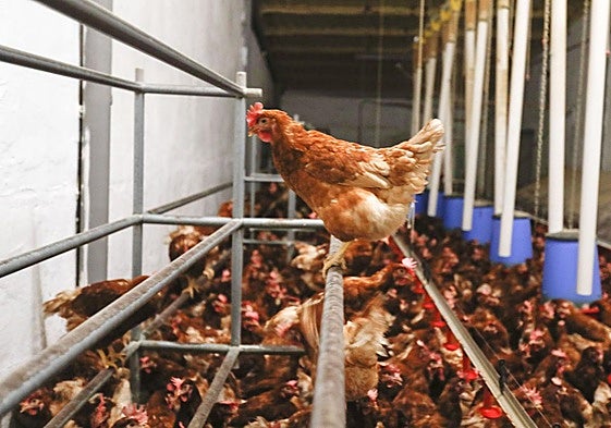 Imagen de archivo de una explotación industrial de gallinas.