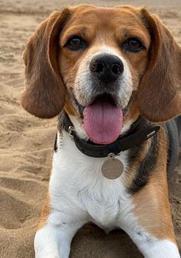 Imagen - Tommy, otro de los perros envenenados.