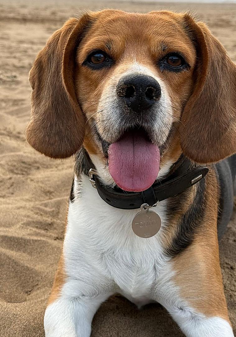 Imagen - Tommy, otro de los perros envenenados.