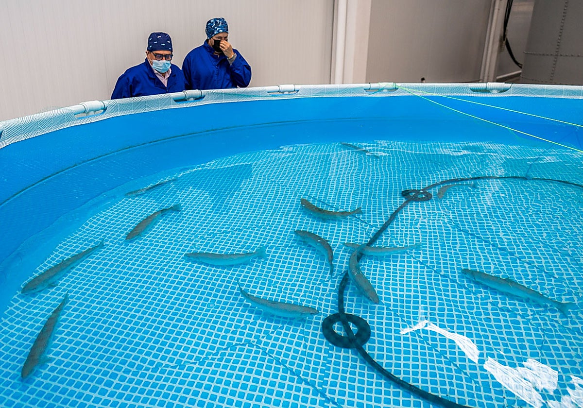 Un largo proyecto que empieza a ver la luz