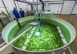 Tanque repleto de salmones ya adultos en las instalaciones que Norcantabric opera en la localidad de Riancho, en Ramales de la Victoria.