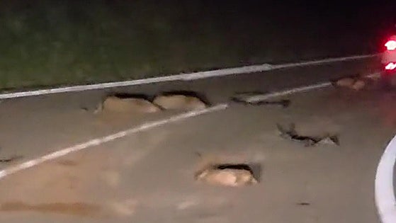 Un accidente deja cinco jabalíes muertos en la carretera que une Comillas y Cabezón de la Sal