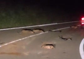 Imagen de los animales muertos en la calzada.