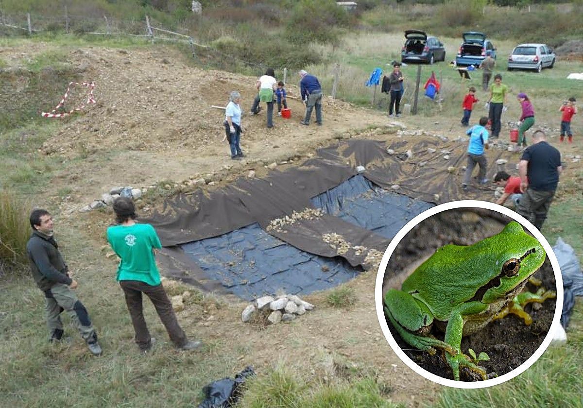 La ranita de San Antonio está entre las ocho especies de anfibios que se pueden encontrar en El Astillero.