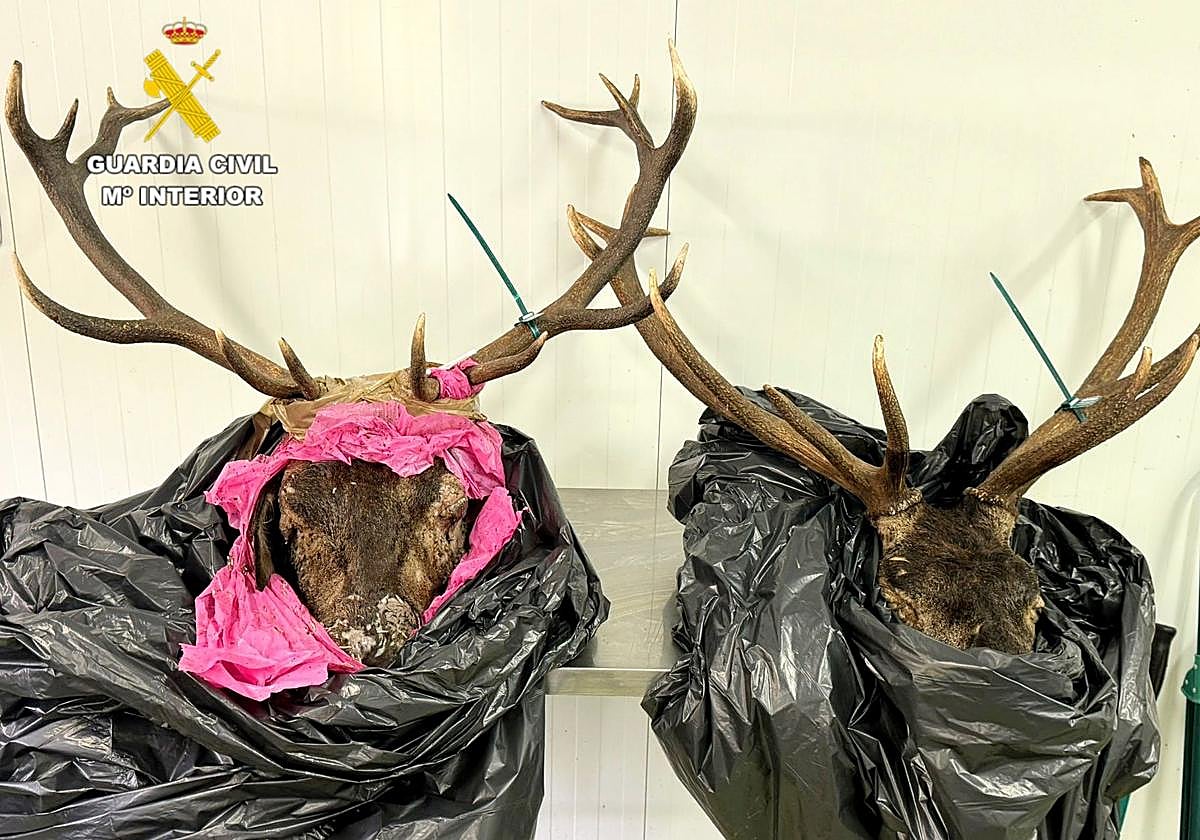 Las dos cabezas incautadas en Potes.