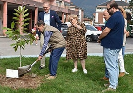 Plantación del castaño en la Colonia Authi de Los Corrales