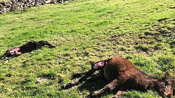 Los ganaderos pasiegos, «desesperados»: Más de 70 ataques de lobo en los últimos cinco meses