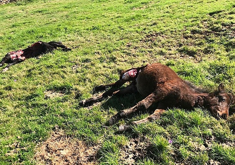 Dos de los potros hallados estas semanas en Vega de Pas.