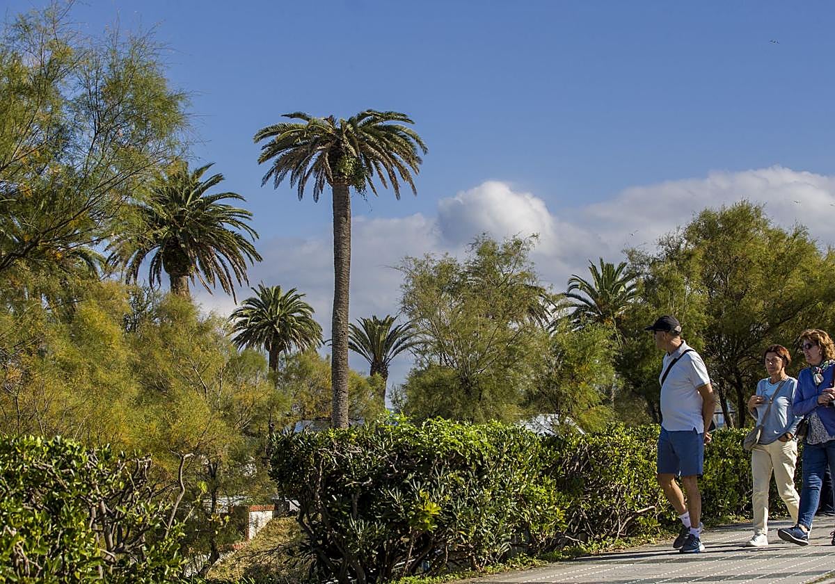 La palmera afectada, ayer, con las hojas más aplastadas de lo habitual, signo de la plaga de picudo rojo.