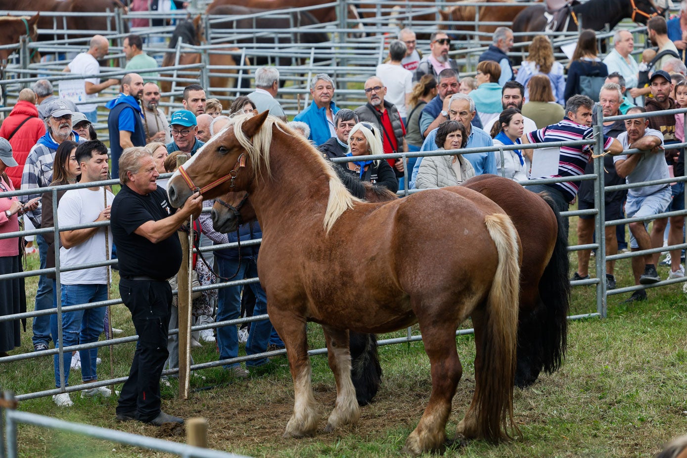 Un ganadero coloca las riendas a su caballo en la feria.