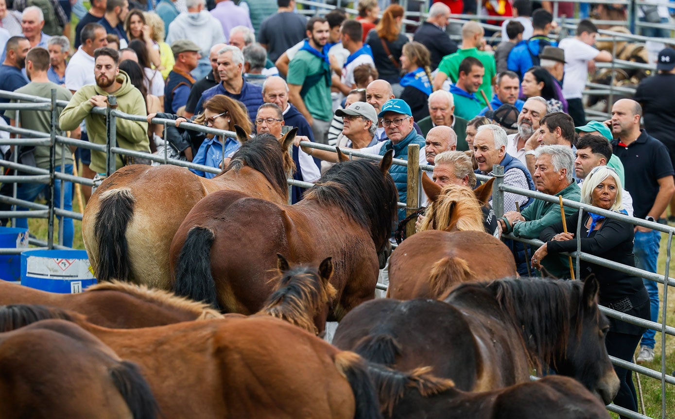 Los asistentes se acercan a la valla para ver los caballos de cerca.
