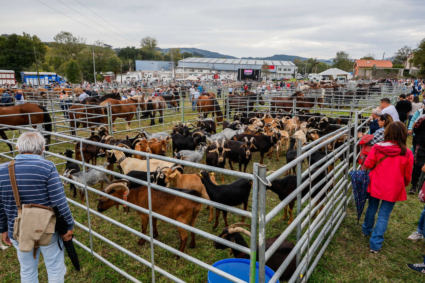 El ganado caprino concentrado en el recinto ferial.