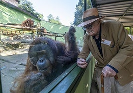 Pardo de Santayana mira a una de las orangutanas a través de un cristal en el Zoo.