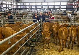 Unos ganaderos observan a los terneros en el ferial de Torrelavega, durante el pasado mes de agosto.