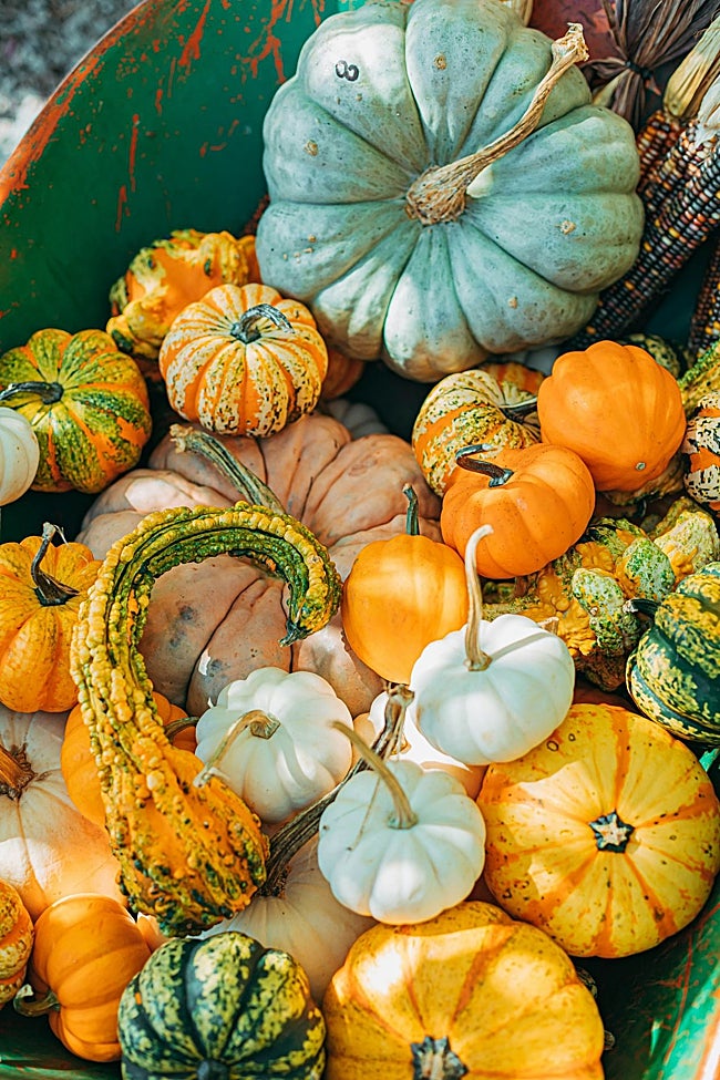 Muestra de calabazas de diferentes tamaños, formas y colores, ornamentales y comestibles.