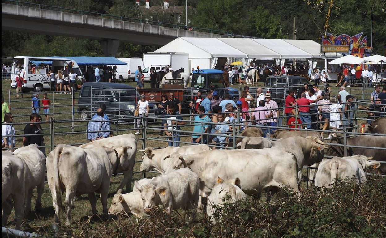 Ganadería «blinda» Cantabria y suspende todas las ferias ante la nueva enfermedad de las vacas