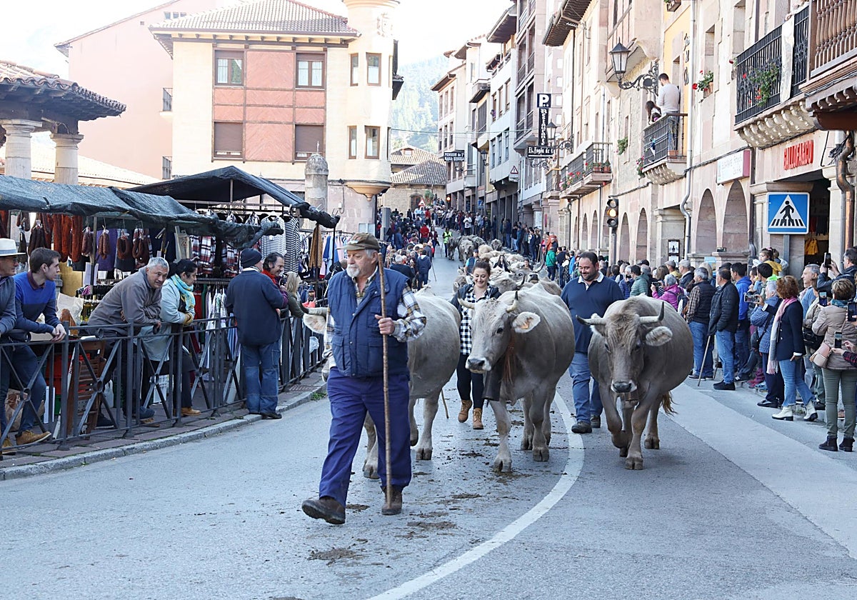 La pasá del ganado por las calles de Potes en una edición anterior de la feria