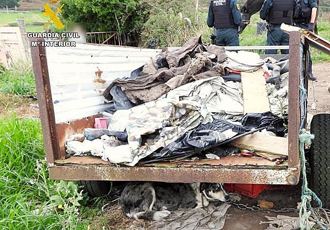 Uno de los perros atado con una cadena y cobijado bajo un carro durante la inspección en el terreno de Liencres.