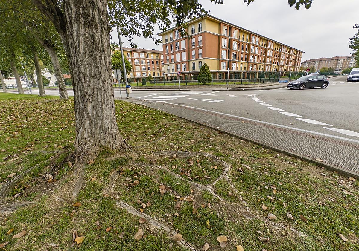 Las raíces de los chopos crecen por debajo de las viviendas y hunden el terreno, generando grandes daños en las estructuras.