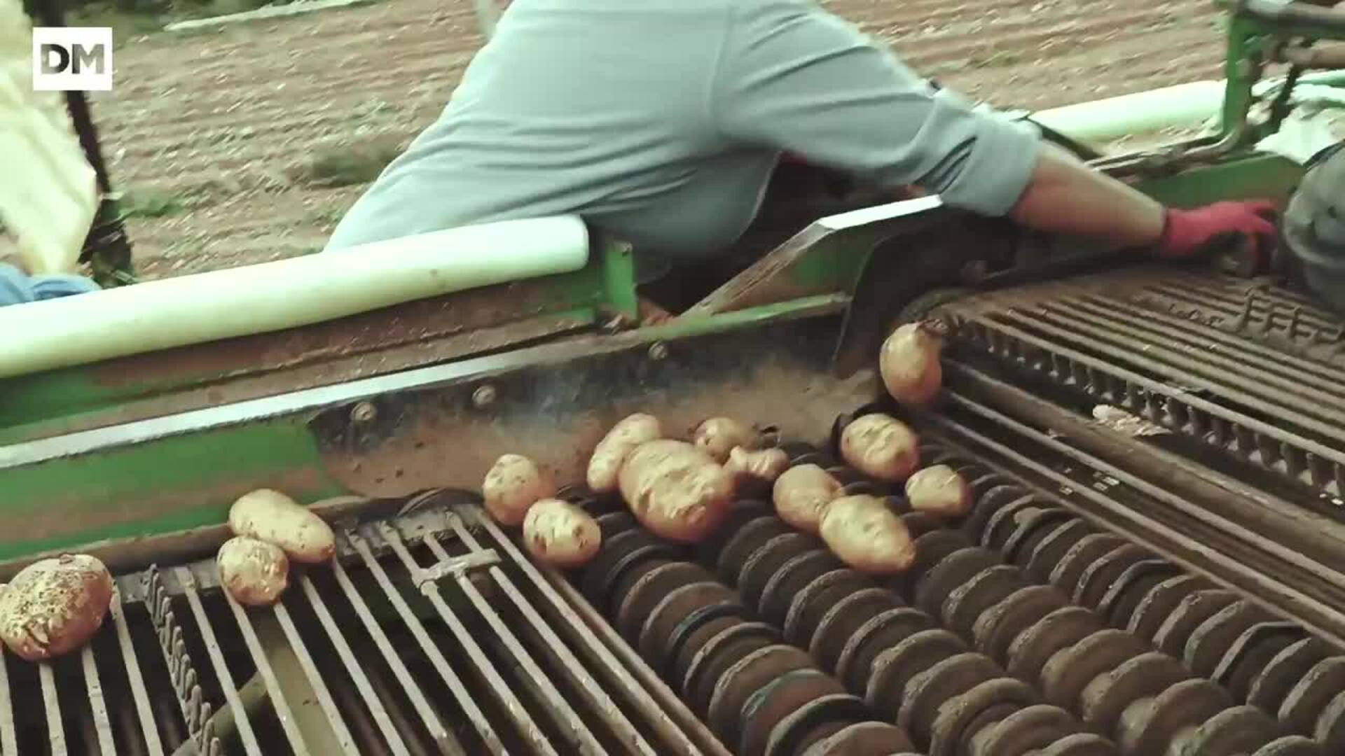 La temporada de patatas en Valderredible