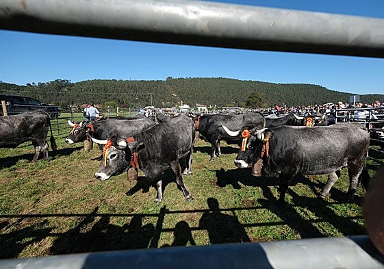 Vacas tudancas concentradas en la pasada edición de la Olimpiada del Tudanco de Cabezón de la Sal.
