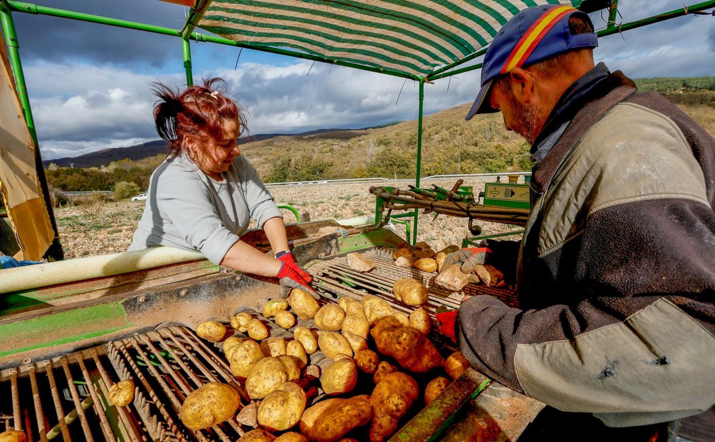 Marimar y Fonso se encargan de separar las piedras de las patatas en la cosechadora.