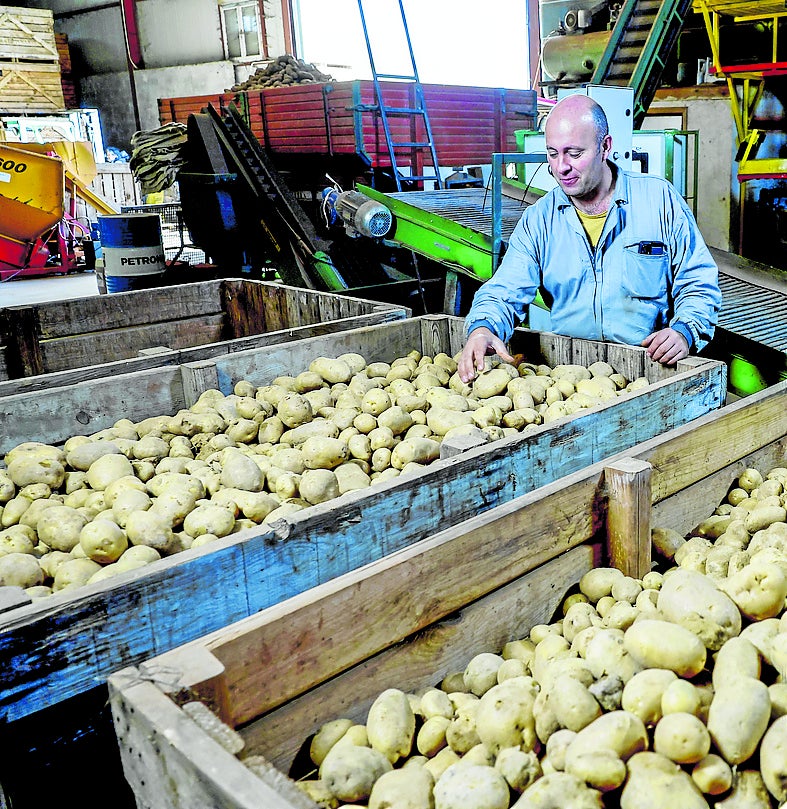 Imagen - El productor Juan Bautista Ruiz revisa algunas cajas de la cosecha.