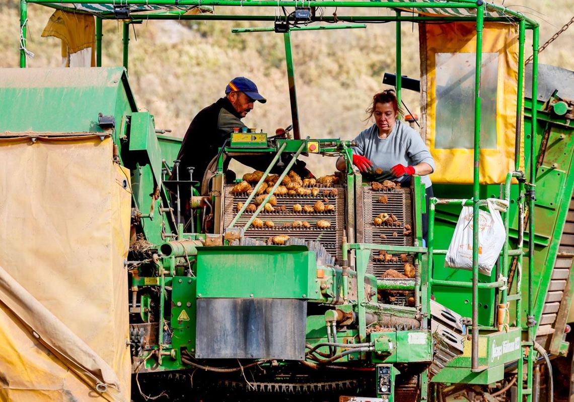 El buen tiempo permite recoger las patatas con mayor facilidad.