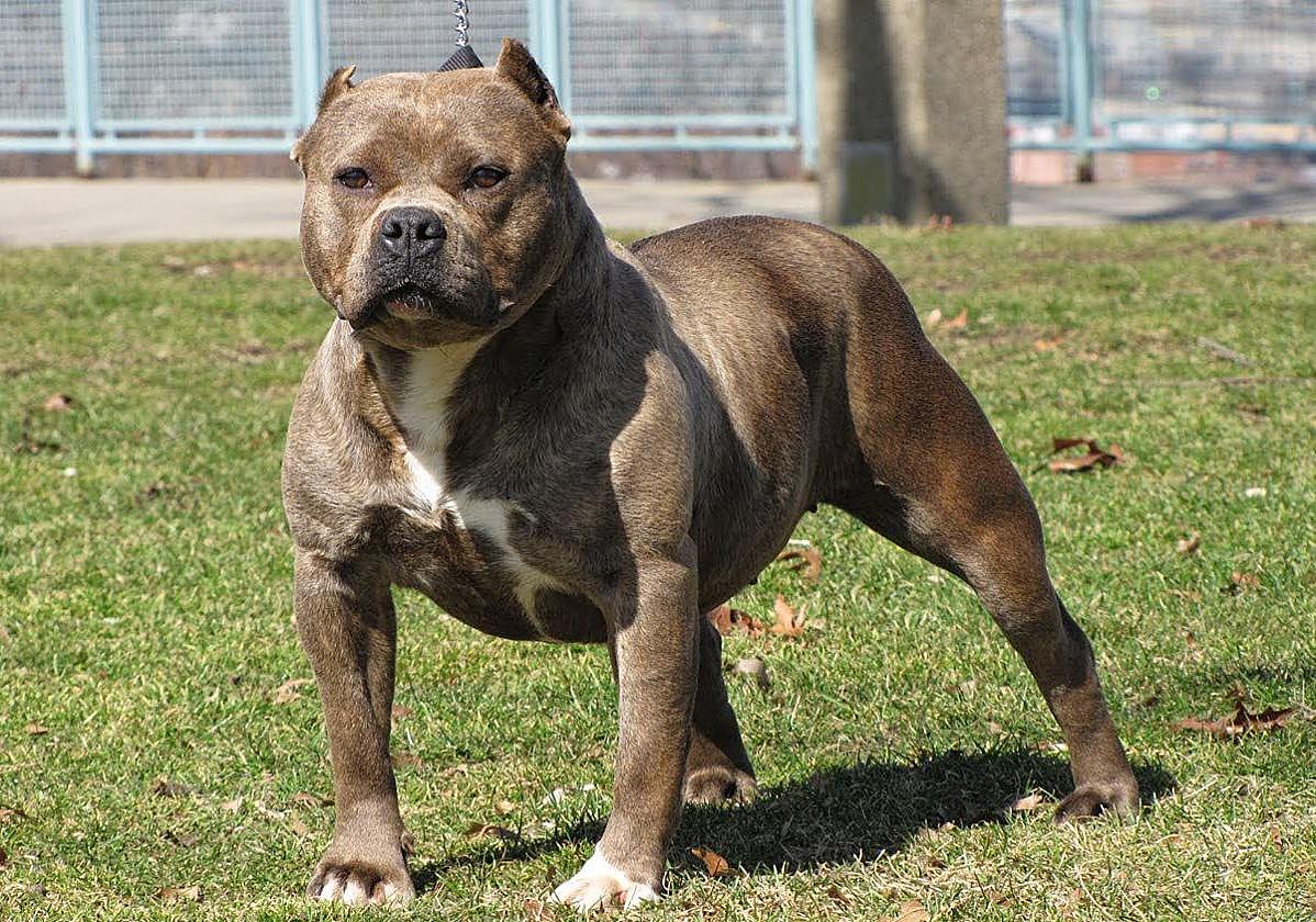 Un perro de raza pitbull, en una imagen de archivo.
