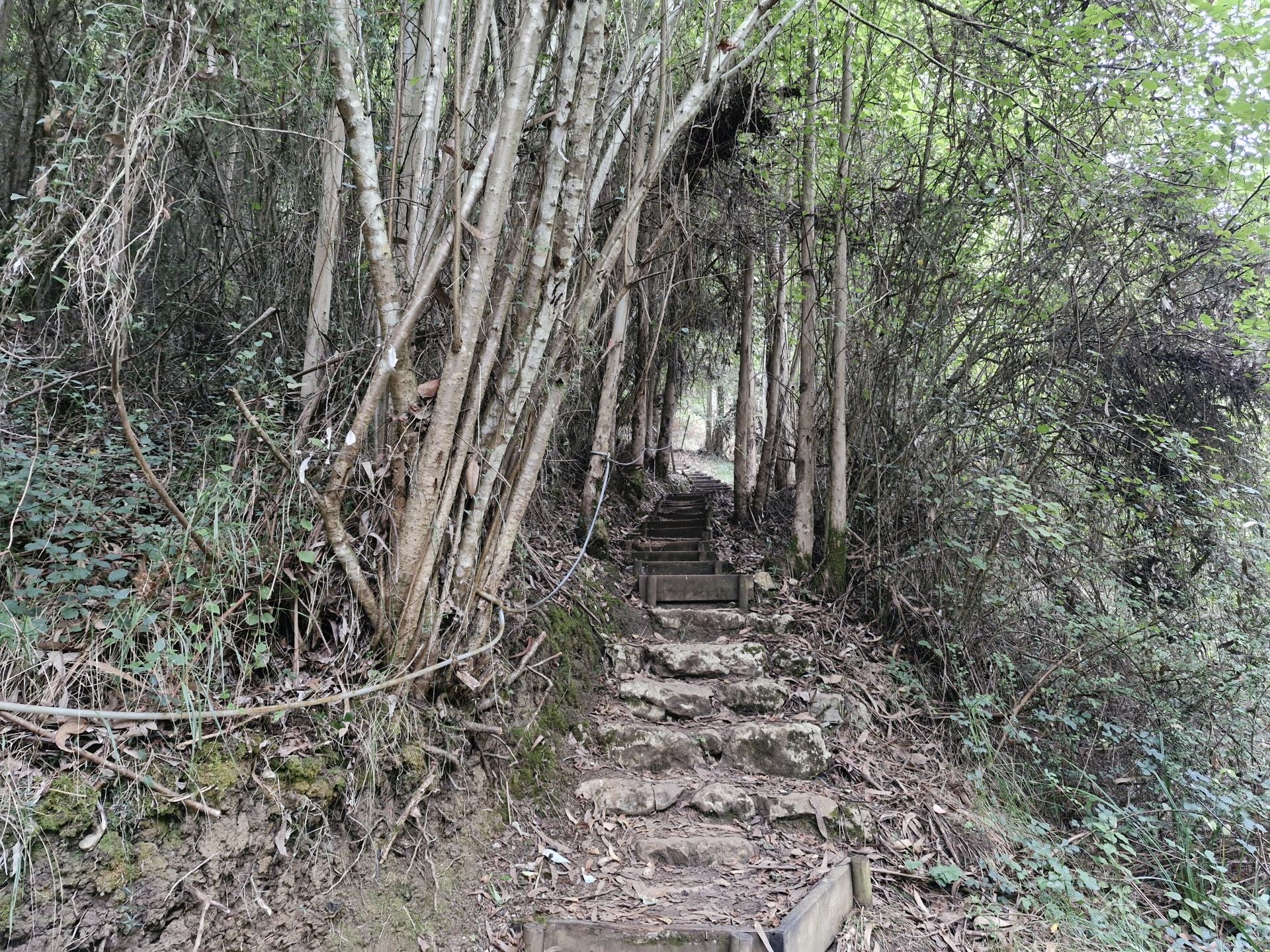 Una escalera, en un pasillo de árboles.