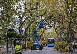 Labores de poda en el Paseo de Menéndez Pelayo de Santander.