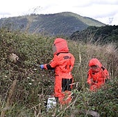 Un operario trabaja en la eliminación de un nido de avispa asiática en Labarces.