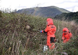 Un operario trabaja en la eliminación de un nido de avispa asiática en Labarces.