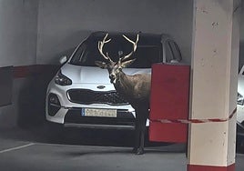 El animal en el interior del aparcamiento.