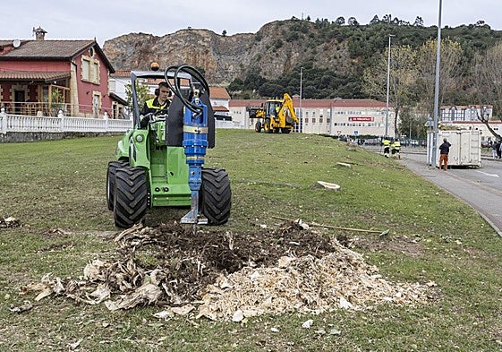 Un operario retira con maquinaria los restos de uno de los chopos recién talados.