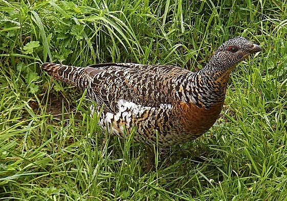 El urogallo cantábrico y pirenaico (Tetrao urogallus) está catalogado como una especie en peligro de extinción en España.
