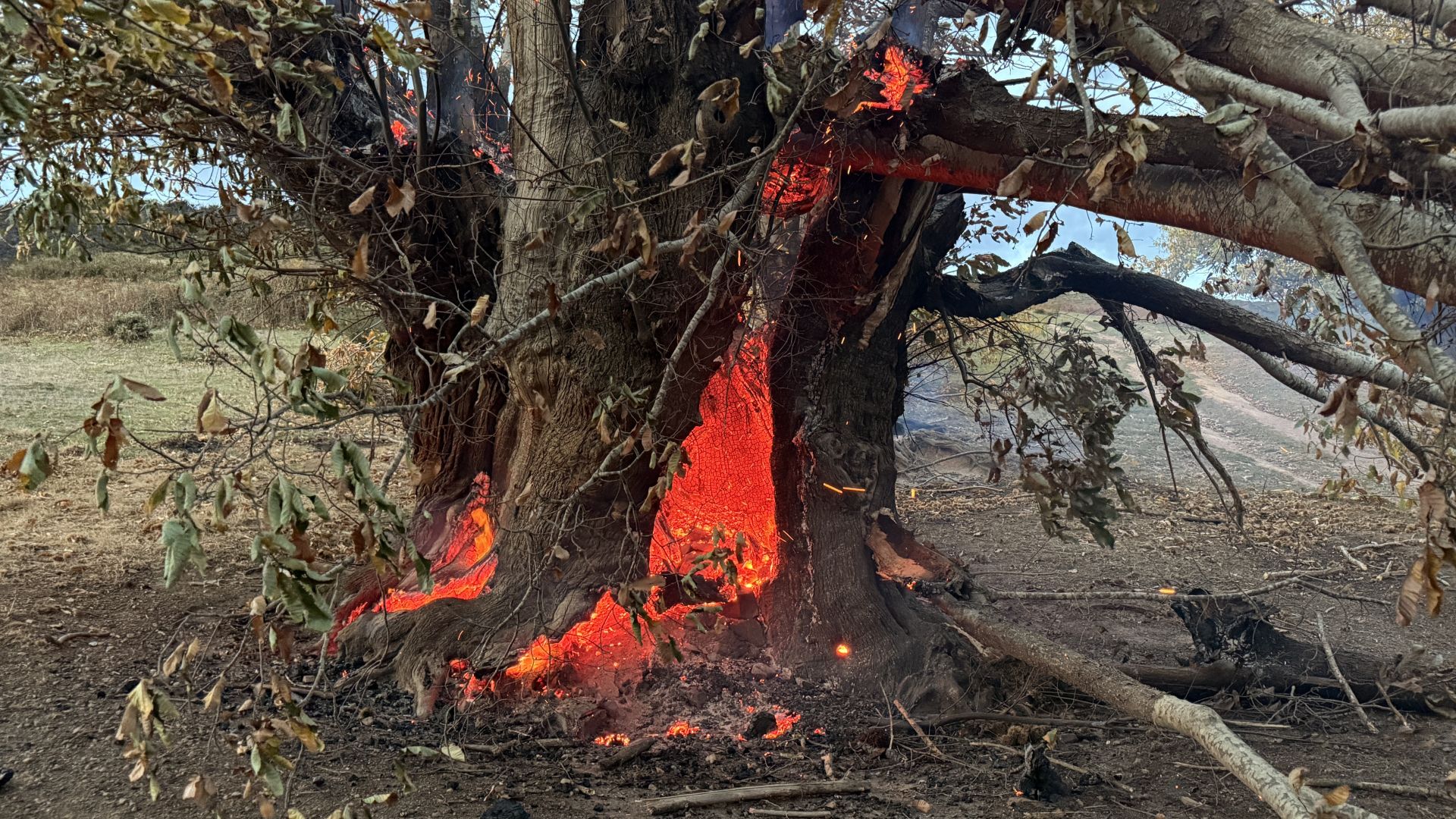Uno de los castaños, ardiendo esta mañana.