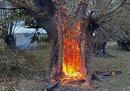 Castaños centenarios de El Habario, pasto de las llamas esta noche.