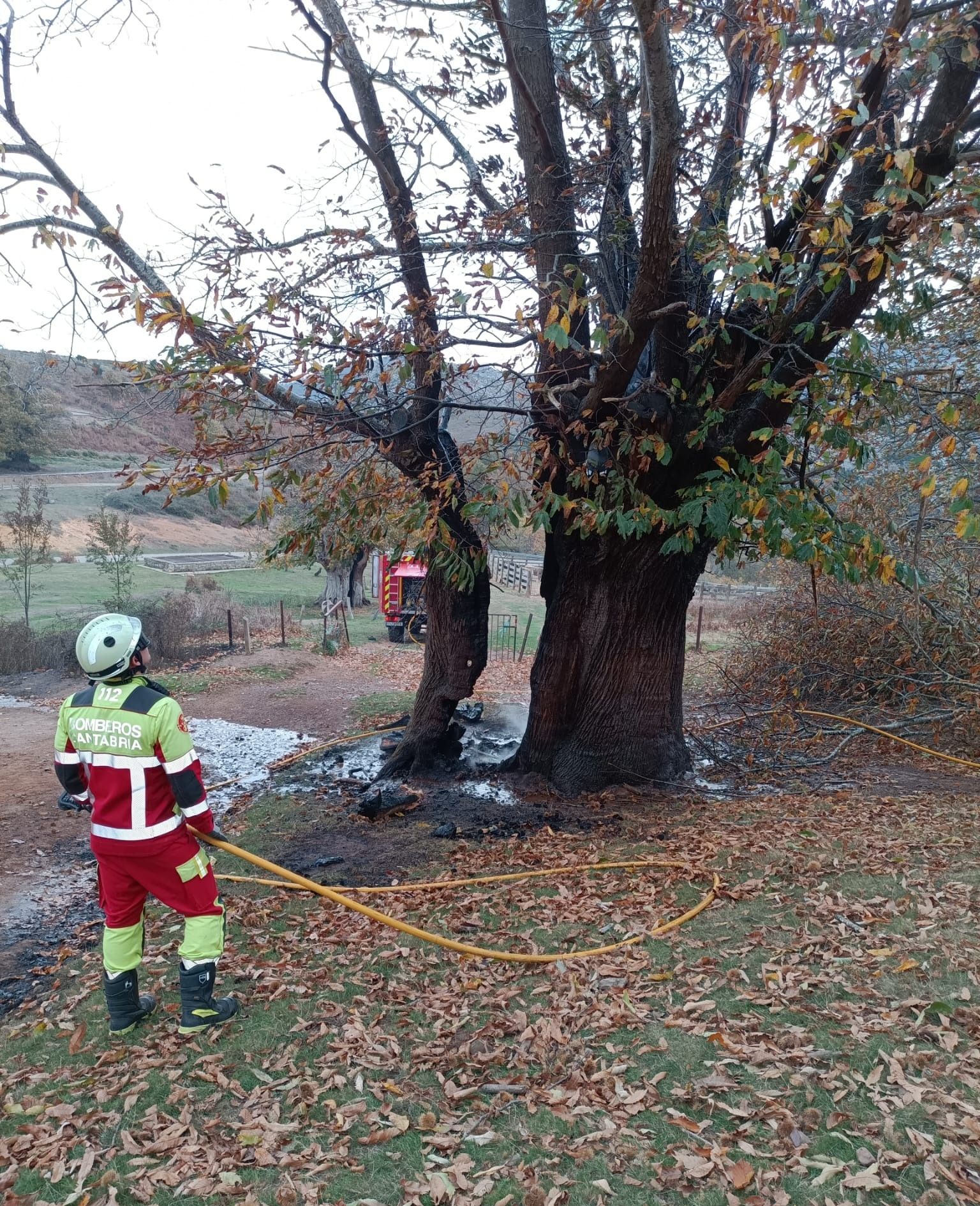 Los bomberos del 112 han acudido esta mañana a refrescar los castaños quemados de Pendes, algunos con heridas tan profundas como las de la imagen, con el tronco partido completamente por el fuego