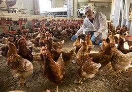 Carlos Martín, gerente de Granja Anero y Granja Pontana, accede protegido al interior de su explotación de gallinas ecológicas.