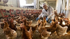 Carlos Martín, gerente de Granja Anero y Granja Pontana, accede protegido al interior de su explotación de gallinas ecológicas.