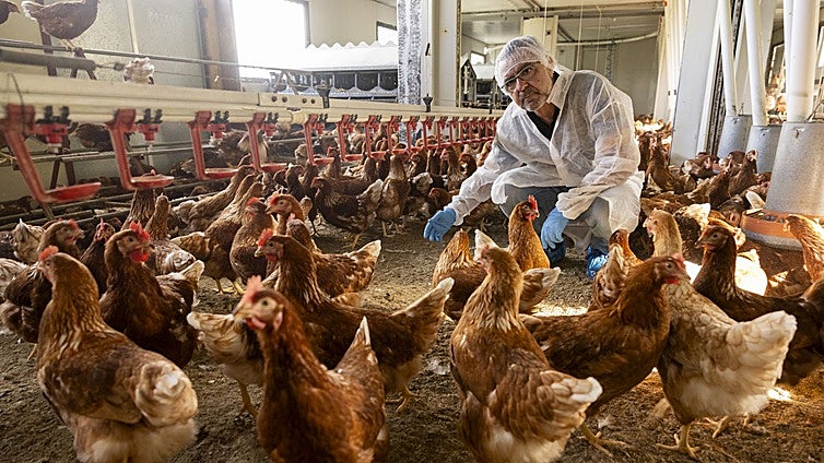 Carlos Martín, gerente de Granja Anero y Granja Pontana, accede protegido al interior de su explotación de gallinas ecológicas.