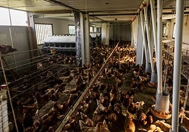 Gallinas confinadas en la Granja Anero, una explotación avícola de Cantabria.