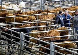 Tres ganaderos, esta mañana en el Ferial entre sus terneros,